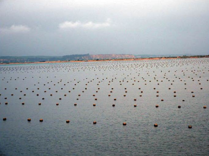 Aquaculture of sea cucumbers